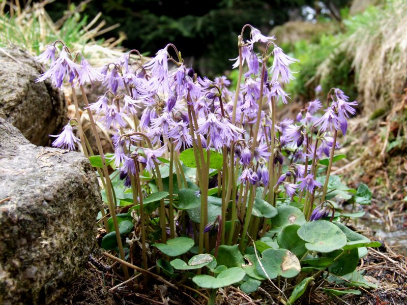botanischer garten schellerhau naturschutzstation osterzgebirge