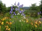 Wieseniris (Foto: Annette Zimmermann)