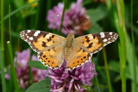 Distelfalter (Foto: S. Heinz)