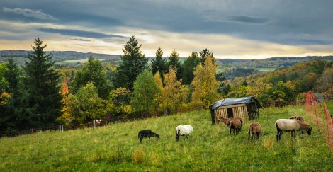 Durch schonende Nutzung bleibt unser artenreiches Grünland im Osterzgebirge erhalten. (Foto: L. Häuser)
