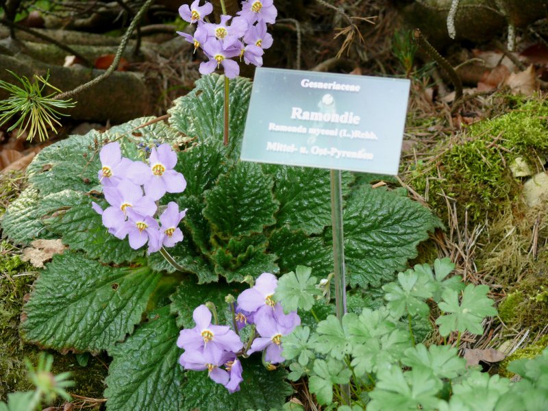 Botanischer Garten Schellerhau Naturschutzstation Osterzgebirge