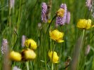 Trollblume und Wiesenknöterich (Foto: Holger Menzer)