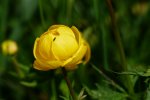 Trollblume (Foto: Simone Heinz)
