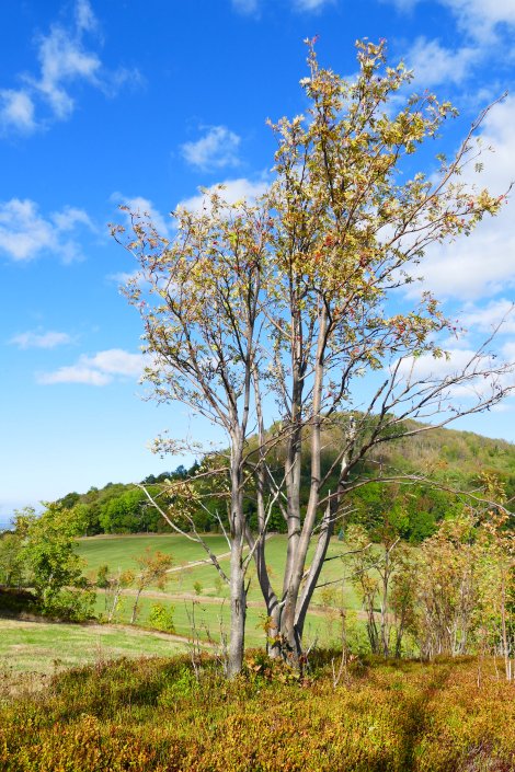 Steinrücke am Geisingberg (Foto: B.Naumann)