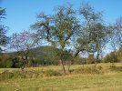 Wildapfel und Steinrücken (Foto: S. Heinz)