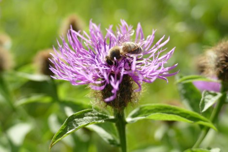 Blütenpracht (Foto: B.Naumann)