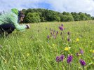 Blühende Orchideen am Geisingberg (Foto: J. Pollakis)