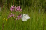 Baum-Weißling an Kuckucks-Lichtnelke (Foto:Simone Heinz)