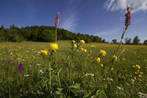Artenreiche Wiesenbiotope (Foto: Jana Felbrich)