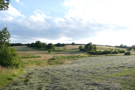 Bergwiesenheu (Foto: R. Günther)