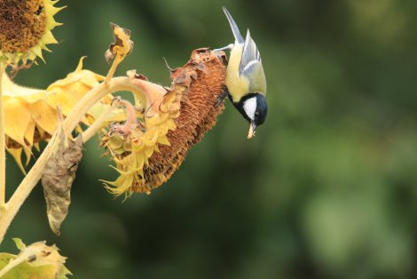 Kohlmeise (Foto: S. Klingner)