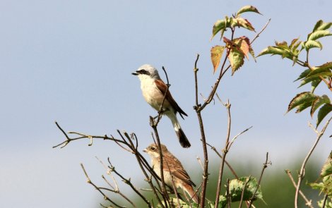 Neuntöter (Männchen) und Jungtier im Hintergrund