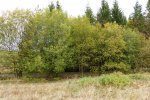 Wiese an der Bahnlinie vor der Entbuschung (Foto: S. Heinz)