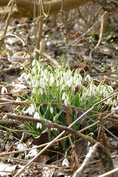 Schneeglöckchen