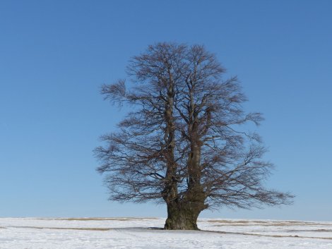 Fürstenauer Buche
