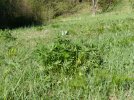 Lupinenstaude (Foto: S. Heinz)