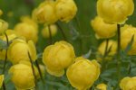Trollblume (Foto: S. Heinz)