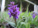 Breitblättrige Kuckucksblume (Foto: H. Schmidt)