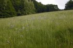 ....weitere beispielhafte Bergwiesen...