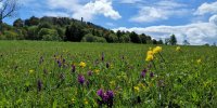 Klengelsteigwiese (Foto: M. Schmidt)