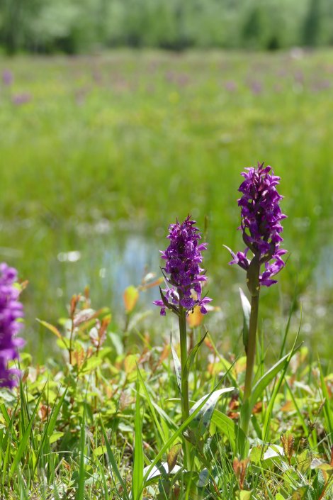 Orchidee (Foto: B. Naumann)