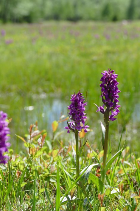 Orchidee (Foto: B. Naumann)