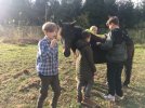 das Pony wird gleich pflügen helfen (Foto: P. Sinapius)