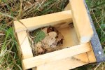 Ein Nest im Haselmaus-Kasten. (Foto: S. Klingner)