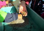 Samen wurden im Herbst gemischt... (Foto: Kinderkrippe Ruppendorf)