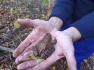 Ein verspäteter Frosch wird sicher beiseite gebracht (Foto: S. Klingner)