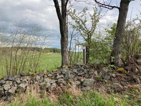 Steinrücken am Geisingberg - Steinhaufen mit Bäumen und Büschen darauf