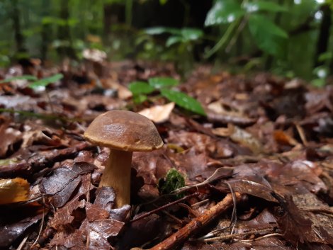 Pilz im Wald (Foto: S. Klingner)