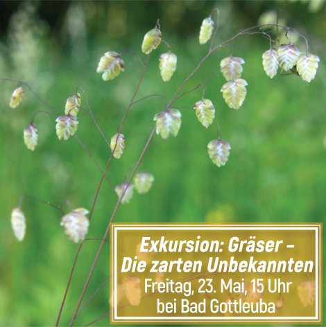 Zittergras (Foto: S. Klingner)