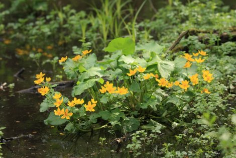 Sumpfdotterblume (Foto: S. Klingner)