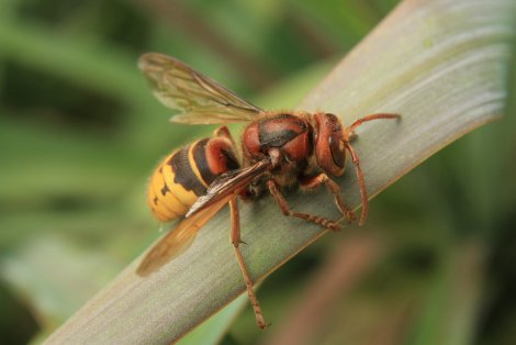 Europäische Hornisse (Foto: S. Klingner)