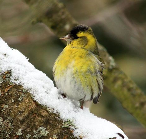 Erlenzeisig (Foto: S. Klingner)