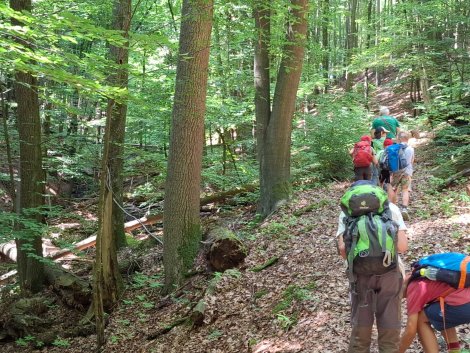 Kindergruppe beim Waldwandern (Foto: P. Miersch)