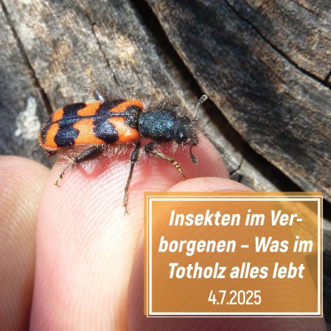 Käfer am Holz (Foto: J. Lorenz)