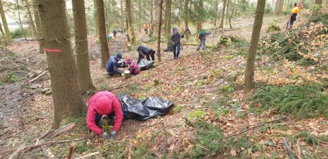 Bäume pflanzen im Wald