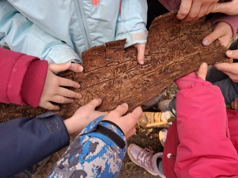 Kinderhände mit Borkenkäfer-Rinde (Foto: P. Miersch)