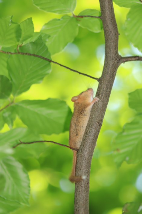Haselmaus auf Baum (Foto: S. Klingner)