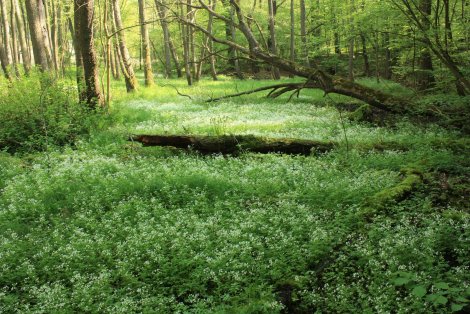 Auenlandschaft (Foto: S. Klingner)