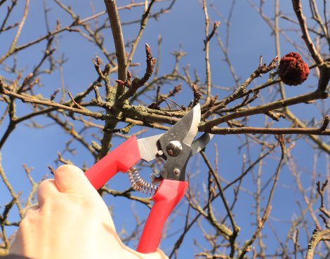 Obstbaumschnitt (Foto: S. Klingner)