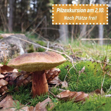 Pilz im Wald (Foto: S. Klingner)