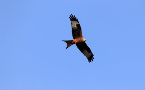 Roter Milan (Foto: S. Klingner)