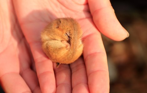 Schlafende Haselmaus (Foto: S. Klingner)