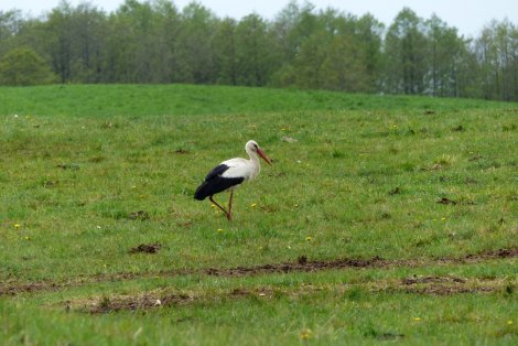 Weißstorch (Foto: S. Heinz)
