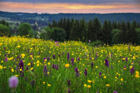 Wiese im Osterzgebirge (Foto: L. Häuser)