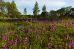 Orchideenwiese am Galgenteich (Foto: S. Heinz)