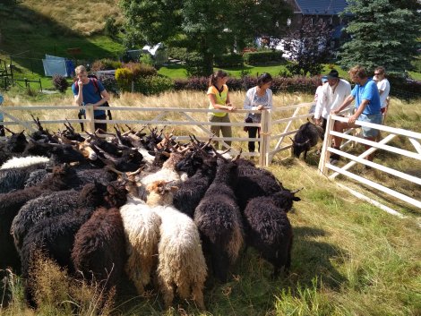 Zackelschafe im Pferch (Foto: H. Schmidt)